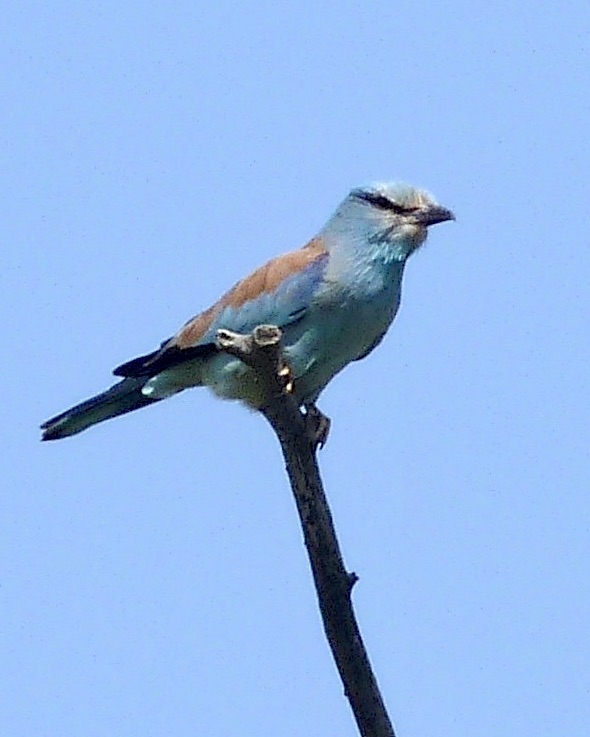roller